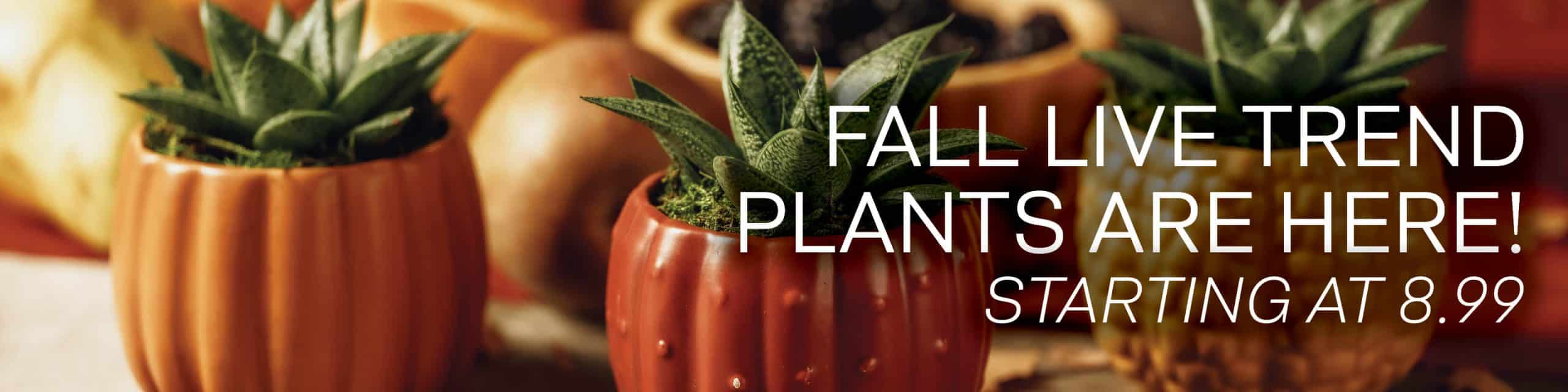 Fall Plants